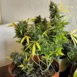 Cheap Weed #8 2Girls1Pot