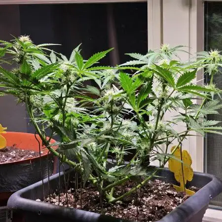 Cheap Weed #9