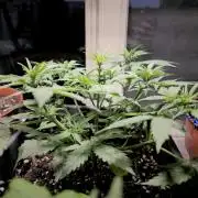 2nd Own Genetic | Cheap Weed #13