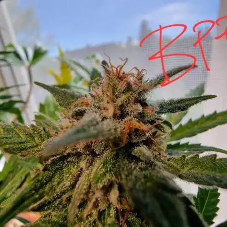 Cheap Weed #6 2Girls1Pot