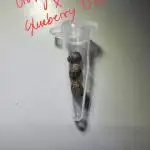 Breeding Auto-Stuff #1
