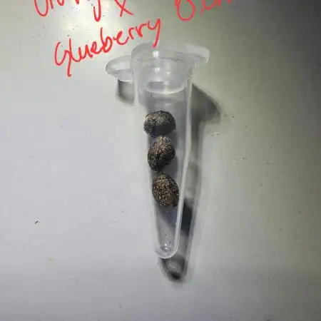 Breeding Auto-Stuff #1