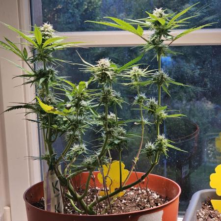Cheap Weed #11
