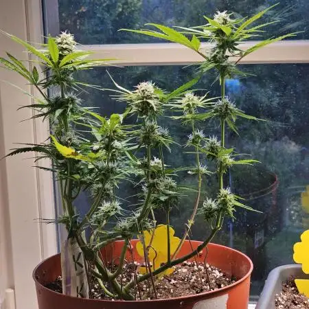 Cheap Weed #11