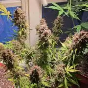 2nd Own Genetic | Cheap Weed #13