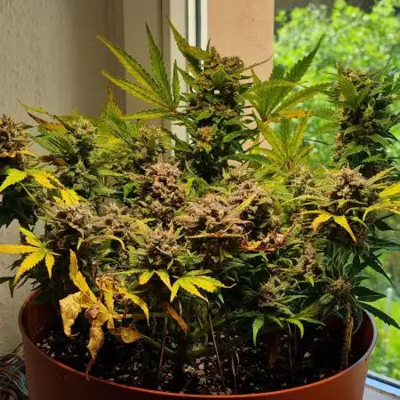 Cheap Weed #6 2Girls1Pot