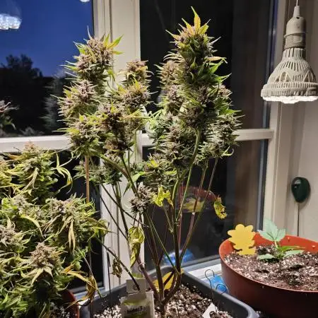 Cheap Weed #16