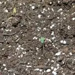 First Own Genetic! Cheap Weed #12