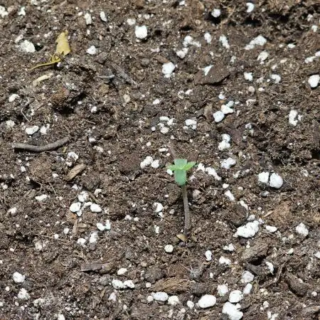 First Own Genetic! Cheap Weed #12
