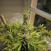 2nd Own Genetic | Cheap Weed #13