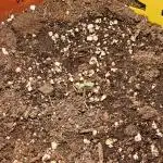 Cheap Weed #10