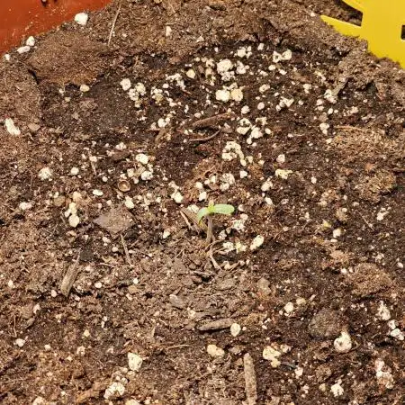 Cheap Weed #10