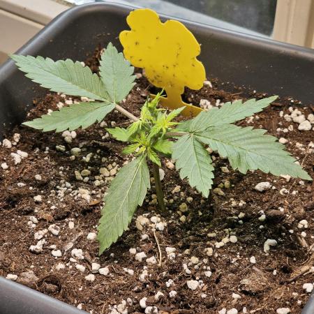 2nd Own Genetic | Cheap Weed #13