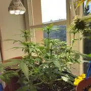 2nd Own Genetic | Cheap Weed #13