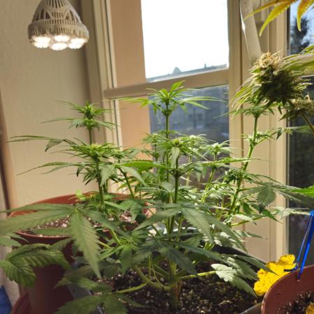 2nd Own Genetic | Cheap Weed #13