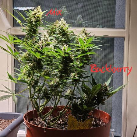 Cheap Weed #8 2Girls1Pot
