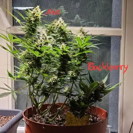 Cheap Weed #8 2Girls1Pot