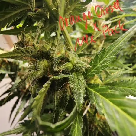 Breeding Auto-Stuff #1