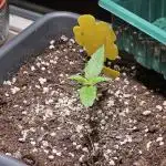 2nd Own Genetic | Cheap Weed #12