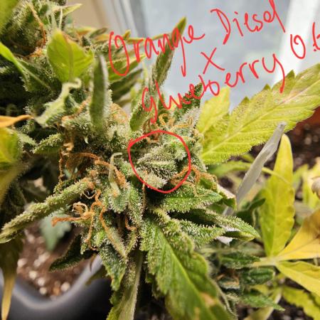 Breeding Auto-Stuff #1
