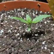Cheap Weed #19