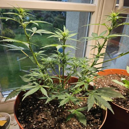 Cheap Weed #17