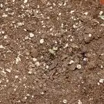 Cheap Weed #11