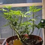 Cheap Weed #10