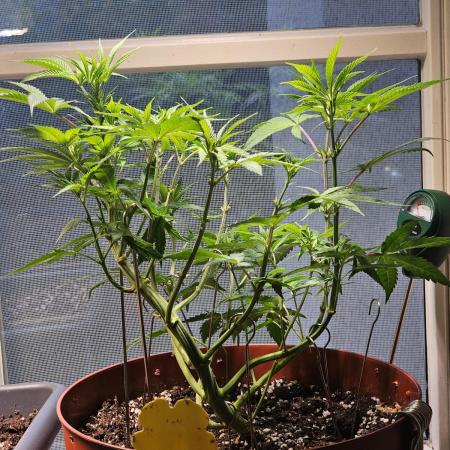 Cheap Weed #10