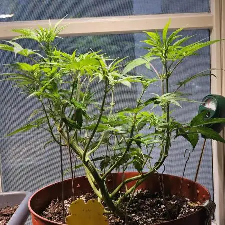 Cheap Weed #10
