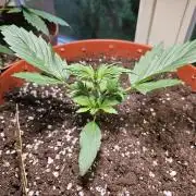 Cheap Weed #18