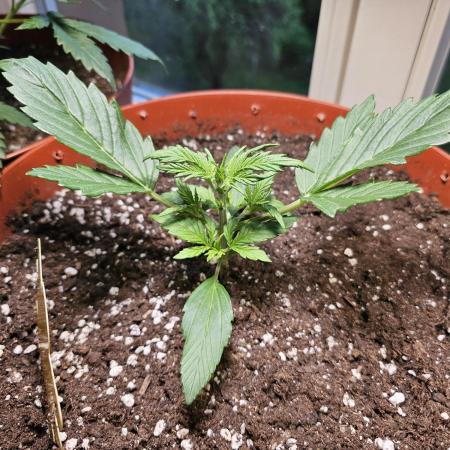 Cheap Weed #18
