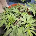 Cheap Weed #11