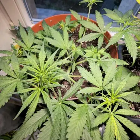 Cheap Weed #11