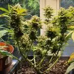 Cheap Weed #9