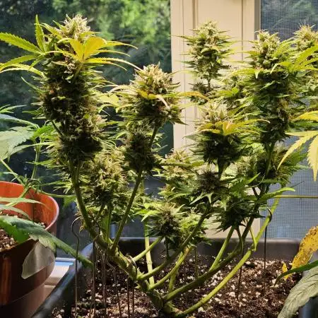 Cheap Weed #9