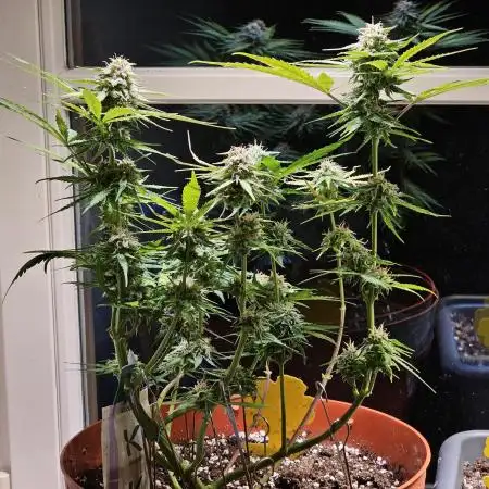 Cheap Weed #11