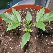Cheap Weed #19