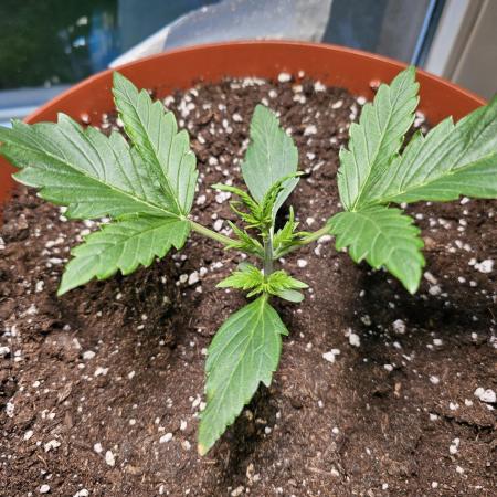 Cheap Weed #19