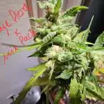 Breeding Auto-Stuff #1