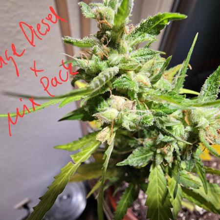 Breeding Auto-Stuff #1