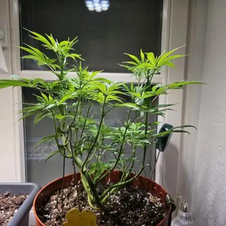 Cheap Weed #10