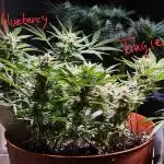 Cheap Weed #7 2Girls1Pot