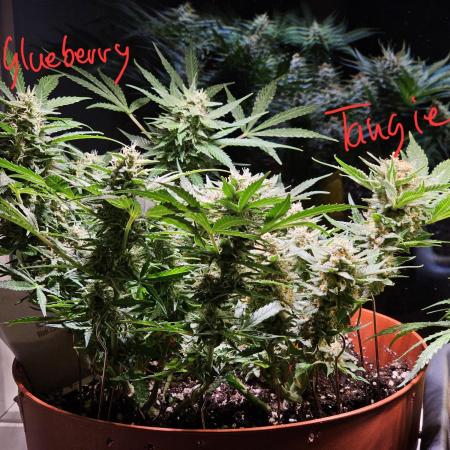 Cheap Weed #7 | 1,13€/g 2Girls1Pot