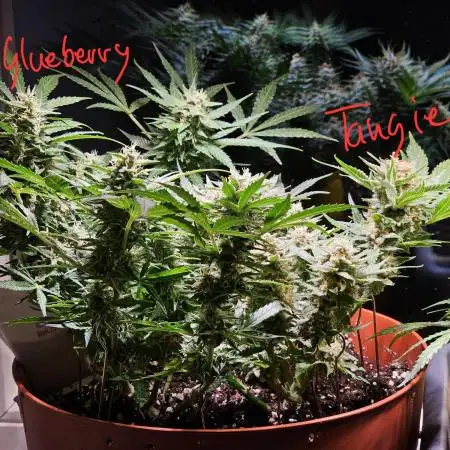 Cheap Weed #7 2Girls1Pot