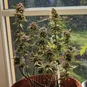 Cheap Weed #11 | 2,19g/€