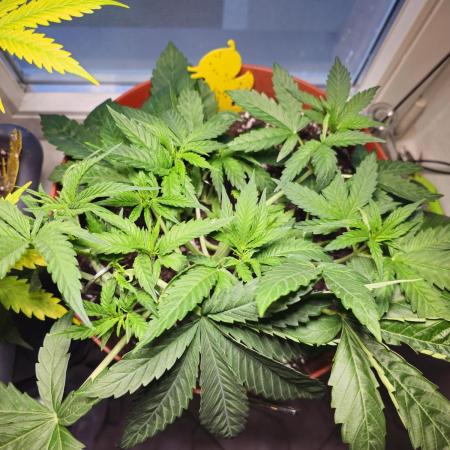 Cheap Weed #10