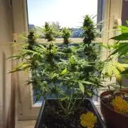 2nd Own Genetic | Cheap Weed #13