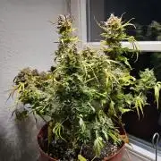 Cheap Weed #15