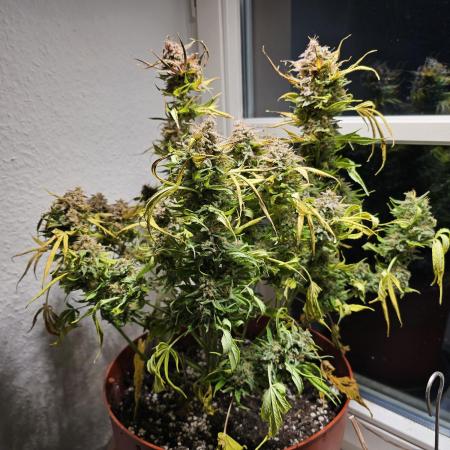 Cheap Weed #15